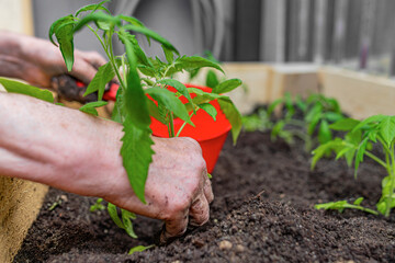 A persons hand planting a young green seedling in nutrient-rich soil while watering it in a wooden...