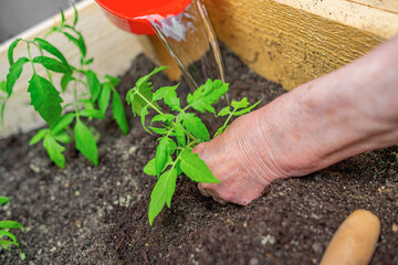 A persons hand planting a young green seedling in nutrient-rich soil while watering it in a wooden...