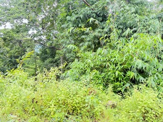 Scenic Mountain Landscape with Lush Green Forest and Misty Valleys, Nature Photography 2025