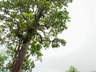 Scenic Mountain Landscape with Lush Green Forest and Misty Valleys, Nature Photography 2025