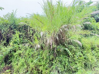 Scenic Mountain Landscape with Lush Green Forest and Misty Valleys, Nature Photography 2025