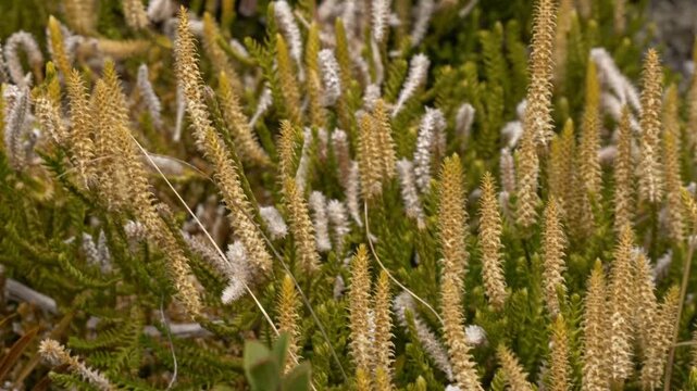 Close Up Of Lycopodiopsida Plant In South Island, New Zealand