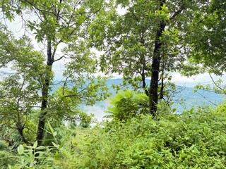 Scenic Mountain Landscape with Lush Green Forest and Misty Valleys, Nature Photography 2025