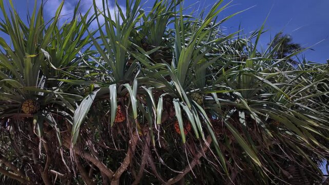 Pandan fruit thatch screwpine Old World tropics nature tree subtropical native plant