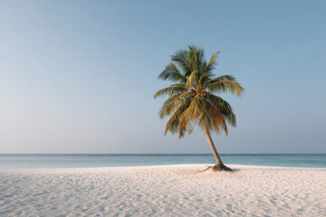 tranquil island archipelago in maldives captures golden hours soft light highlighting solitary palm tree standing