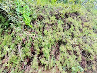 Scenic Mountain Landscape with Lush Green Forest and Misty Valleys, Nature Photography 2025
