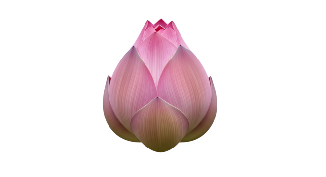 A close up of a pink lotus flower bud isolated against a black background space ai generative, transparent background, white background.