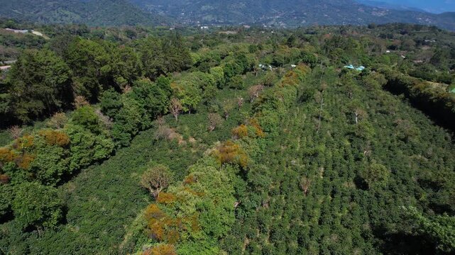 Drone Shot of Coffee Plantation Fields and Green Landscape of Central America