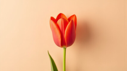 Elegant Red Tulip Flower on Apricot Background - Floral Still Life for Spring Designs