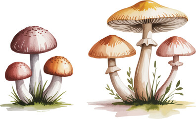 Watercolor Illustration of Varied Mushrooms with Spotted Caps Growing in Patches of Green Grass