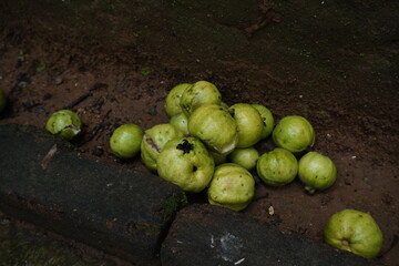 Guavas are tropical fruits rich in vitamin C, fiber, and antioxidants, known for their sweet...