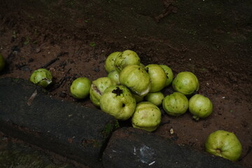 Guavas are tropical fruits rich in vitamin C, fiber, and antioxidants, known for their sweet flavor, aroma, and health benefits