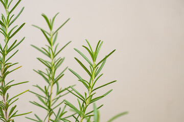 Rosemary plant herb in the garden