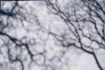 Abstract background texture featuring the soft shadows of bare tree branches cast on a pale white...