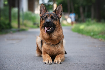 Beautiful black and tan german shepherd outdoor, green blurred background