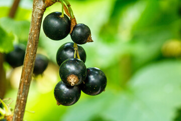 Close-up photo of fresh black currant berries on a brush surface