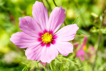 Obraz premium Close-up photo of a beautiful cosmea flower captured in natural light