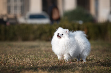 funny white pomeranian spitz on a walk