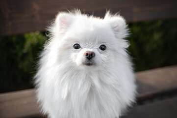 A wonderful portrait of a white Pomeranian sitting on a bench