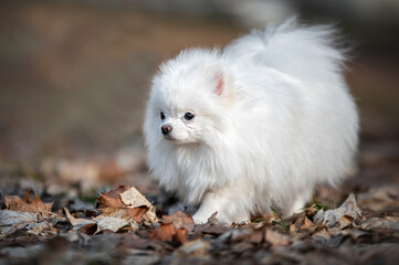 funny white pomeranian spitz on a walk