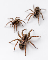 Spiders Crawling on White Surface Close-up