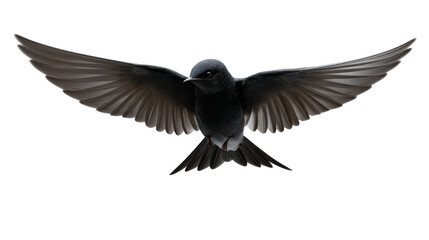 Fototapeta premium Black bird with spread wings flying isolated, transparent background