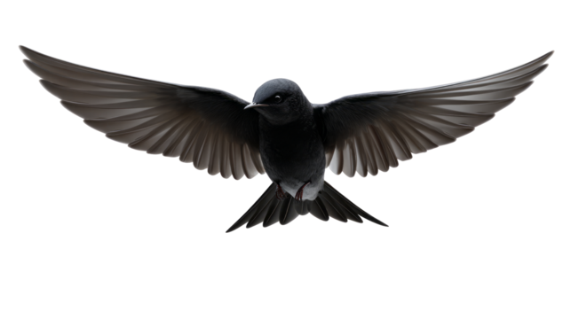 Black bird with spread wings flying   isolated, transparent background