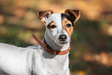 Portrait of a jack russell terrier