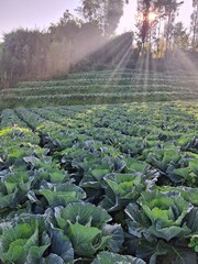 69 days old cabbage, fresh cabbage for market consumption, located at the foot of Mount Sindoro,...