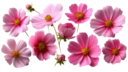 Enchanting Cosmos Bouquet: A collection of delicate cosmos flowers in varying shades of pink blooms gracefully arranged to showcase their beauty in botanical detail.