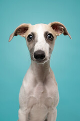 Adorable whippet puppy with big curious eyes staring at camera against blue background. Close-up portrait of cute dog in studio.