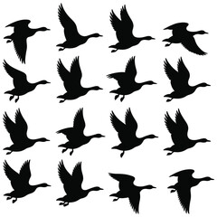 Fototapeta premium Dynamic flock of geese in graceful flight silhouettes for nature conservation or migration concept