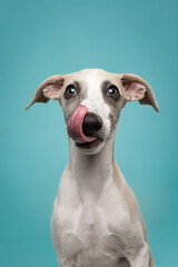 Adorable whippet puppy with big curious eyes staring at camera against blue background. Close-up portrait of cute dog in studio.