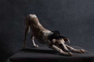 Whippet dog in elegant black lace collar posing on dark background. Stylish pet portrait with dramatic lighting and fashionable accessories.