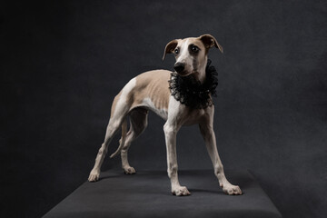 Whippet dog in elegant black lace collar posing on dark background. Stylish pet portrait with dramatic lighting and fashionable accessories.