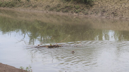 Organic waste in the form of plant branches stuck in the middle of the river causes ripples on the surface of the river