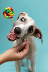 Cute whippet puppy playfully biting a colorful lollipop against a blue background. Sweet, silly, and full of personality