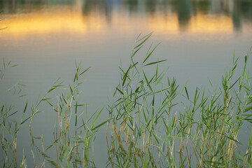 Green grass reeds grow from calm lake water with warm light reflected on surface.