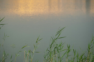 Green reed leaves and grass on calm water surface with golden reflection.