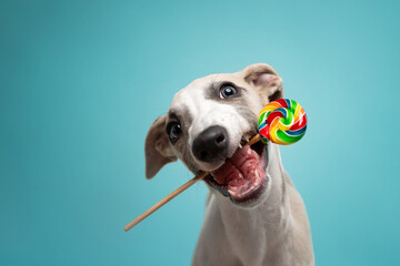 Cute whippet puppy playfully biting a colorful lollipop against a blue background. Sweet, silly, and full of personality