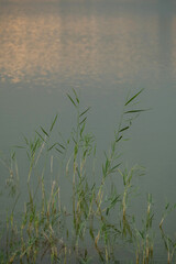 Green reed growing out of clear lake water with soft light reflections.
