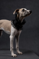 Whippet dog in elegant black lace collar posing on dark background. Stylish pet portrait with dramatic lighting and fashionable accessories.