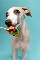 Cute whippet puppy playfully biting a colorful lollipop against a blue background. Sweet, silly, and full of personality