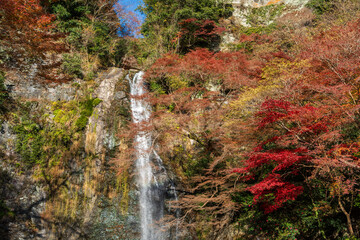 The majestic Minoh Falls cascading down a cliff, beautifully framed by colorful autumn foliage in Minoh Park. Minoh, Osaka, Japan.