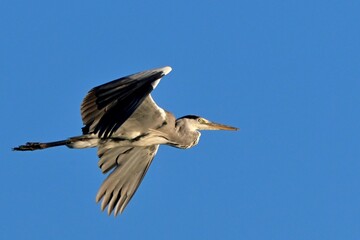 great blue heron アオサギさん