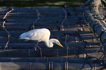 great white egret ダイサギさん