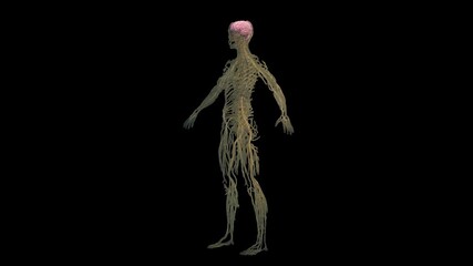 Human body with nervous system, isolated on black background, transparent, realistic anatomical representation