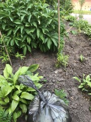 Gardening activity with plants and waste collection in the evening