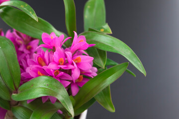 Obraz premium デンドロビウム デンドロビューム キンギアナム ベリーオダ Dendrobium dendrobium Dendrobium kingianum berry oda