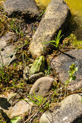Frog is among green vegetation and moss near shallow body of water, blending seamlessly with its natural surroundings. Blurred background. Selective focus. Nature concept for design